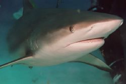 Carribean Reef Shark by Jacques Miller 